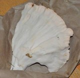 Laetiporus cincinnatus image