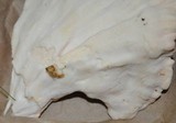 Laetiporus cincinnatus image
