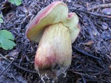 Boletus smithii image