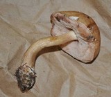 Tylopilus felleus image