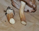 Tylopilus felleus image
