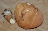 Tylopilus felleus image