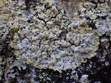 Lepraria membranacea image