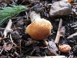 Armillaria solidipes image