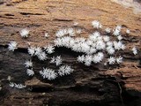 Ceratiomyxa fruticulosa var. fruticulosa image