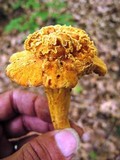 Cantharellus lateritius image