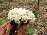 Tremellodendron pallidum image
