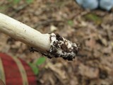 Amanita banningiana image