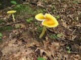 Amanita banningiana image