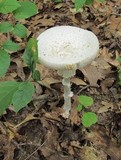 Amanita aestivalis image