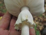 Amanita aestivalis image