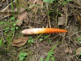 Mutinus elegans image