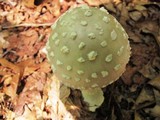 Amanita canescens image