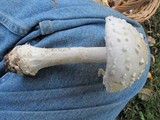 Amanita canescens image