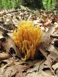 Ramaria flava image