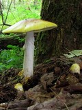 Amanita flavorubens image