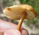 Marasmius oreades image