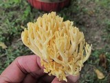 Ramaria flava image