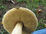 Leccinum rugosiceps image