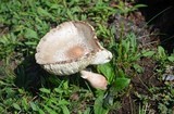 Leucoagaricus americanus image