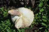 Leucoagaricus americanus image