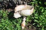 Leucoagaricus americanus image