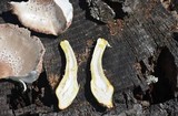 Leucoagaricus americanus image