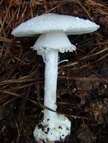 Amanita abrupta image