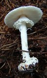 Amanita abrupta image