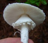 Amanita abrupta image