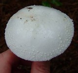 Amanita abrupta image