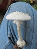 Amanita abrupta image