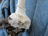 Amanita abrupta image