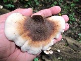 Lentinellus ursinus image