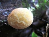 Rhodotus palmatus image