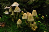 Coprinopsis variegata image