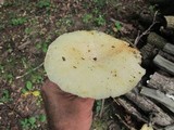Lentinus levis image