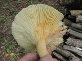Lentinus levis image