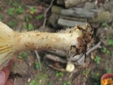 Lentinus levis image