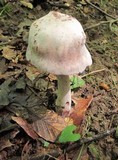 Laccaria ochropurpurea image