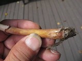 Leucoagaricus americanus image