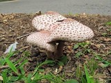 Leucoagaricus americanus image