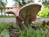 Leucoagaricus americanus image