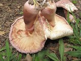 Leucoagaricus americanus image