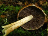 Psathyrella delineata image