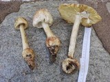 Amanita daucipes image