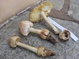 Amanita daucipes image