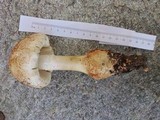 Amanita daucipes image