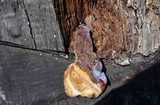 Ganoderma curtisii image