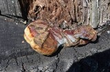 Ganoderma curtisii image